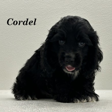 puppy, for, sale, Cocker Spaniel, Joe & Cherri  Overlease, dog, breeder, Miller, MO, dog-breeder, puppy-for-sale, forsale, nearby, find, puppyfind, locator, puppylocator, aca